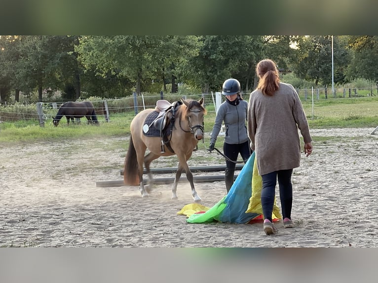 Welsh B Jument 3 Ans 133 cm Isabelle in Emsdetten
