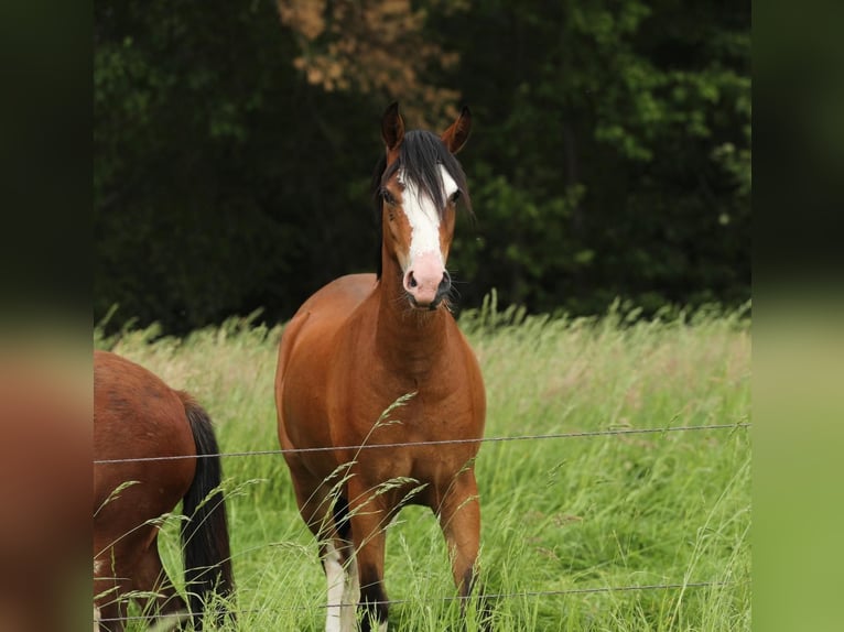 Welsh B Jument 3 Ans 134 cm Bai in Aalten