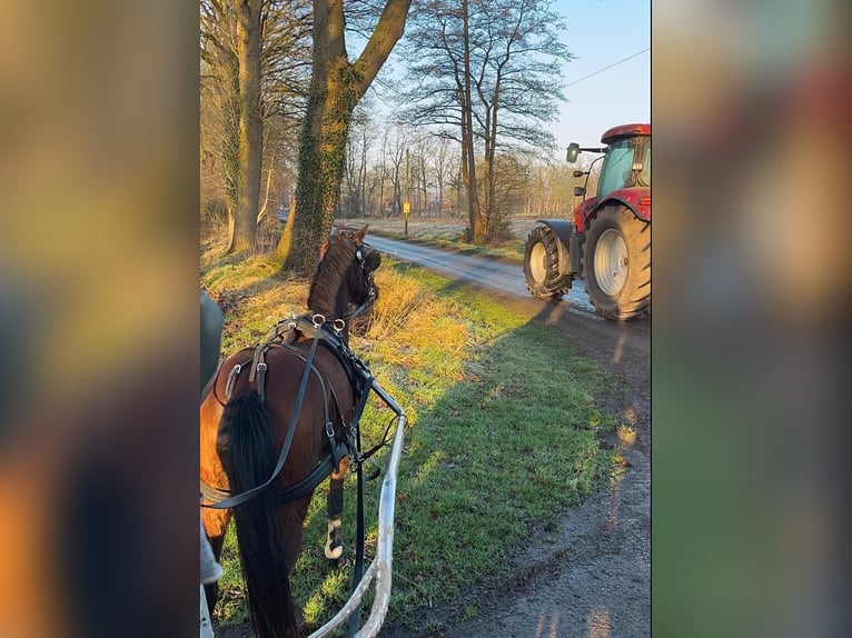 Welsh B Croisé Jument 3 Ans 135 cm Bai in Halle