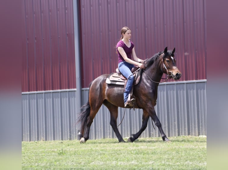 Welsh B Croisé Jument 3 Ans Bai cerise in Howell