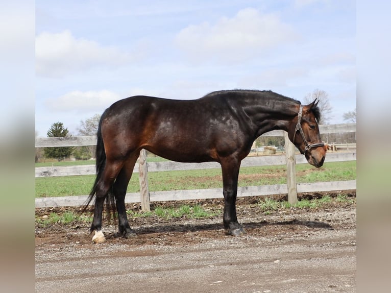 Welsh B Croisé Jument 3 Ans Bai cerise in Howell
