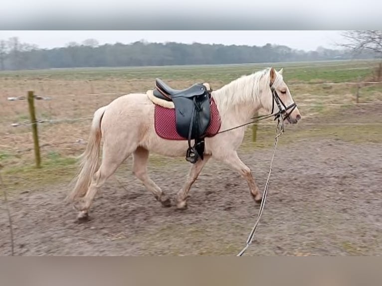 Welsh B Jument 3 Ans Palomino in Boxtel