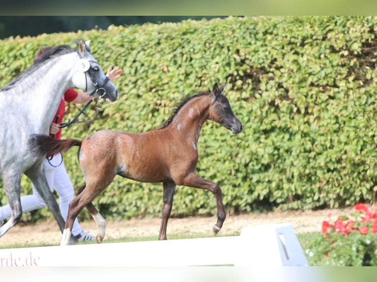 Welsh B Jument 3 Ans Rouan Bleu in Frankenberg (Eder)