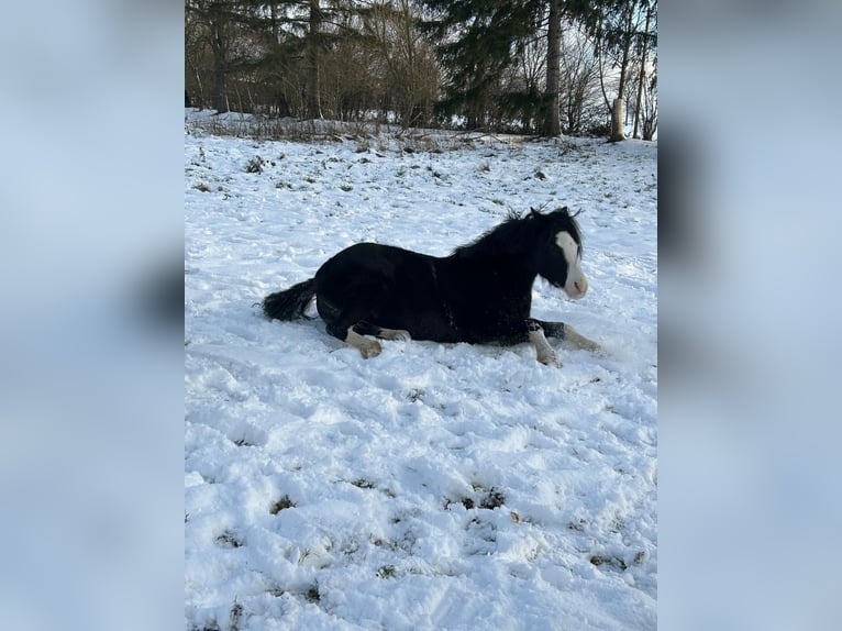 Welsh B Jument 4 Ans 120 cm Noir in Extertal