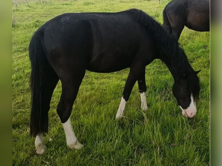 Welsh B Jument 4 Ans 120 cm Noir in Extertal