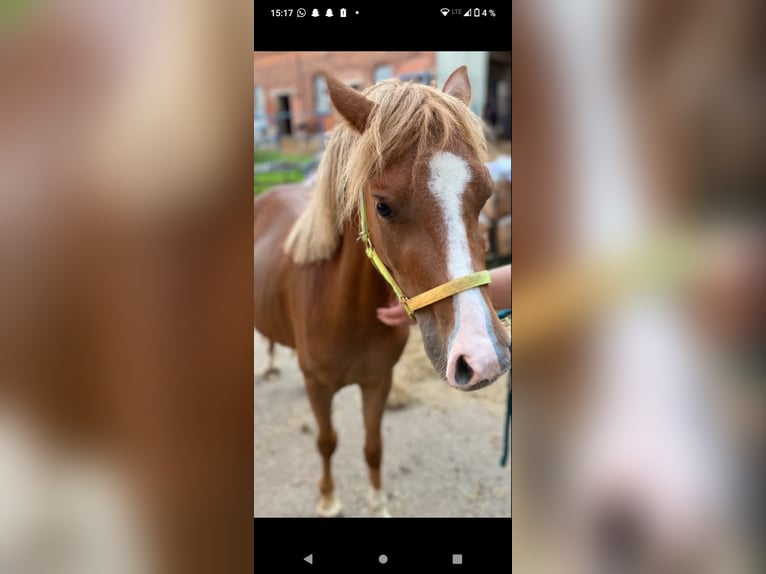 Welsh B Jument 4 Ans 125 cm Alezan in Extertal