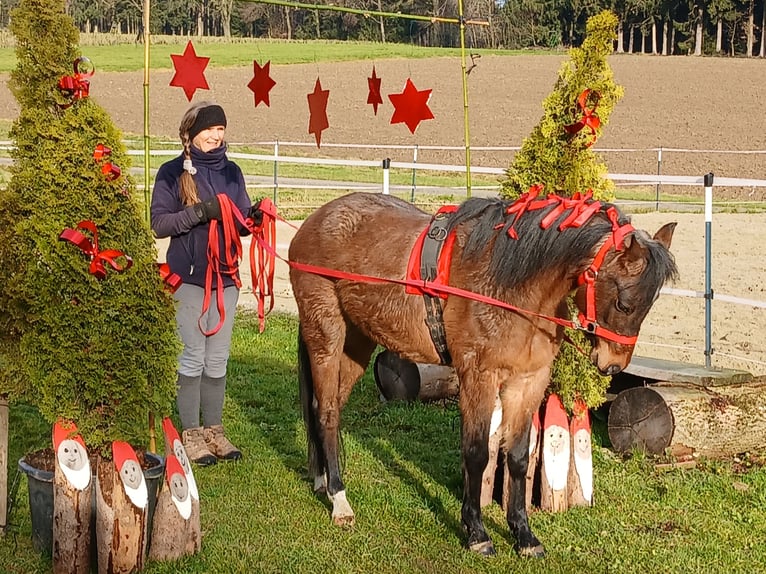 Welsh B Jument 4 Ans 125 cm Roan-Bay in Probenzing
