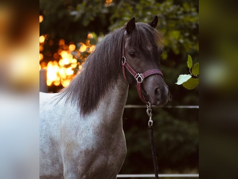 Welsh B Jument 4 Ans 127 cm Roan-Bay in Obfelden