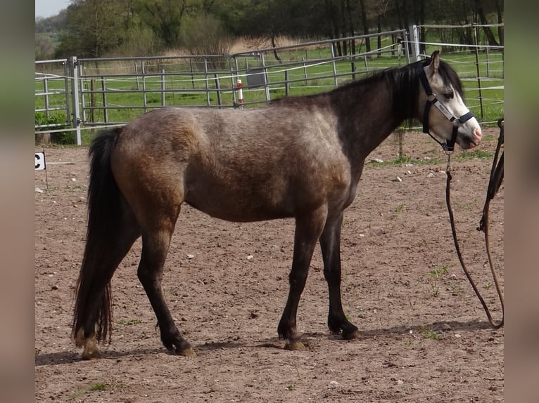Welsh B Jument 4 Ans 128 cm Gris (bai-dun) in Diebach
