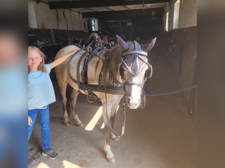 Welsh B Jument 4 Ans 129 cm in Bedburg