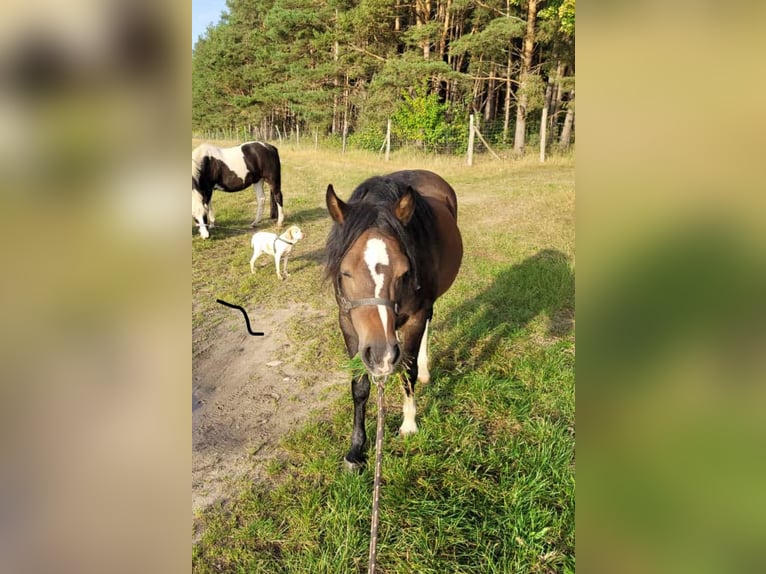 Welsh B Jument 4 Ans 130 cm Bai brun in Kloster Lehnin