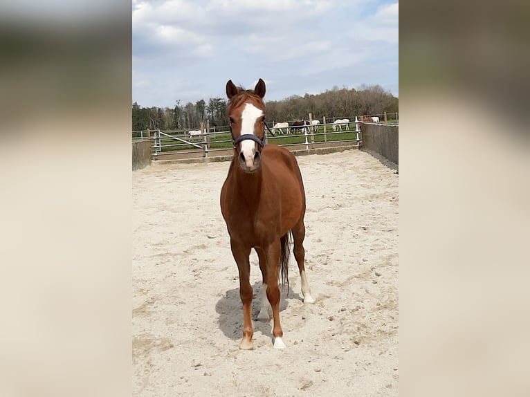 Welsh B Jument 4 Ans 133 cm Alezan in Steinborn