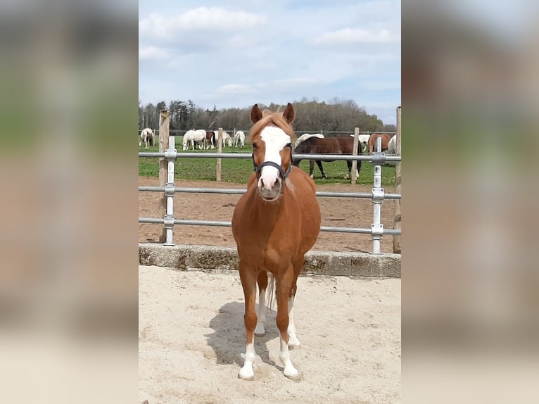 Welsh B Jument 4 Ans 133 cm Alezan in Steinborn