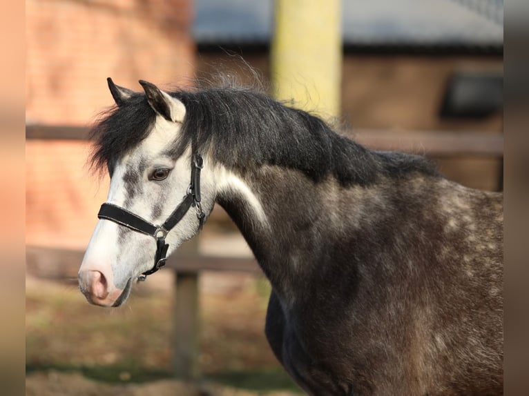 Welsh B Jument 4 Ans 133 cm Gris in Aalten