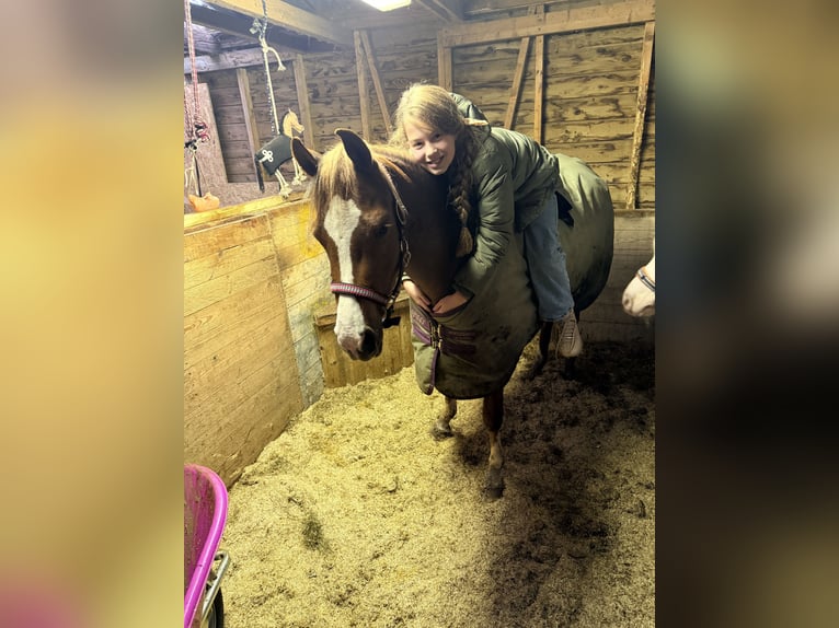 Welsh B Jument 4 Ans 134 cm Alezan in Nieuw-Weerdinge