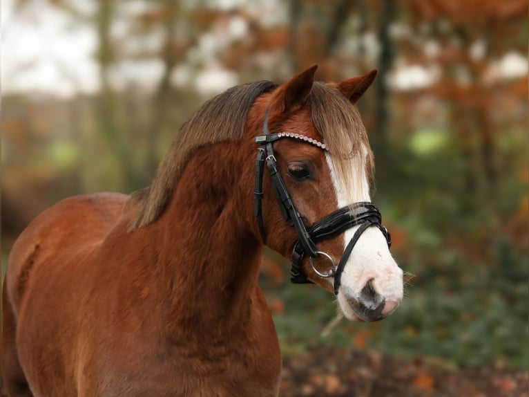 Welsh B Jument 4 Ans 134 cm Alezan in Aalten