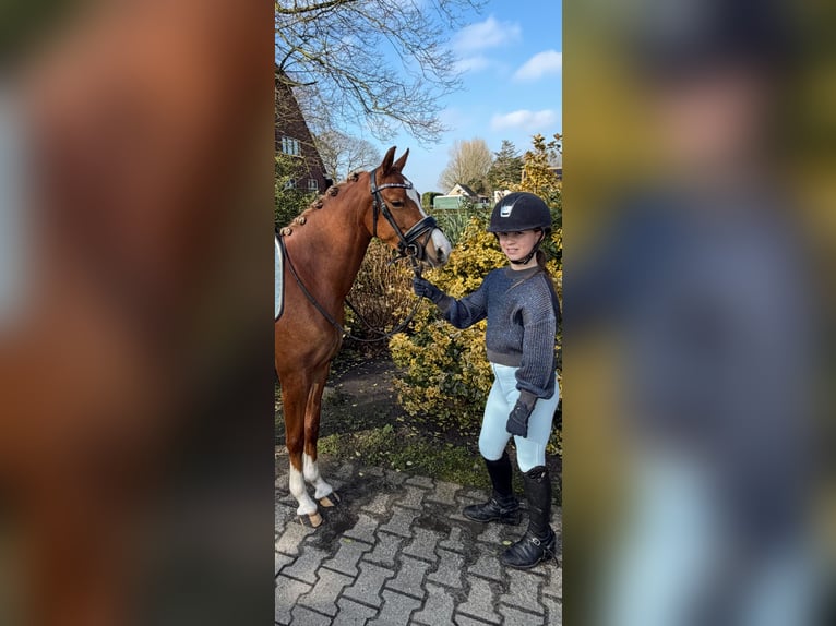 Welsh B Jument 4 Ans 135 cm Alezan in Nieuw-Weerdinge