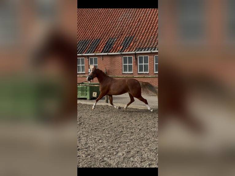 Welsh B Jument 4 Ans 135 cm Alezan in Nieuw-Weerdinge