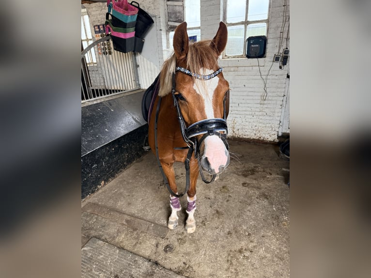 Welsh B Jument 4 Ans 135 cm Alezan in Nieuw-Weerdinge