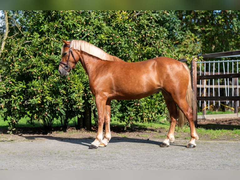 Welsh B Jument 4 Ans 136 cm Alezan in Kaulille