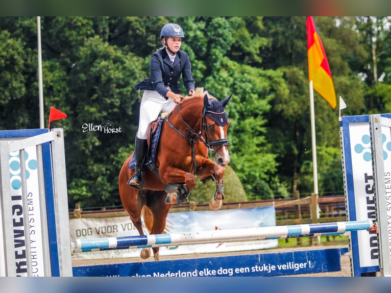 Welsh B Jument 4 Ans 145 cm Alezan in Wilsum