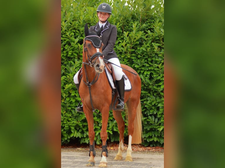 Welsh B Jument 4 Ans 145 cm Alezan in Wilsum