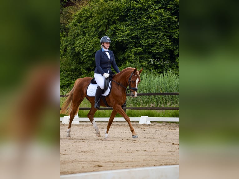 Welsh B Jument 4 Ans 145 cm Alezan in Wilsum