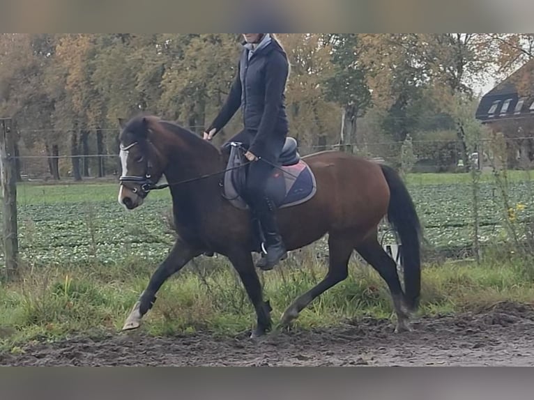 Welsh B Jument 5 Ans 121 cm Bai in Helmond