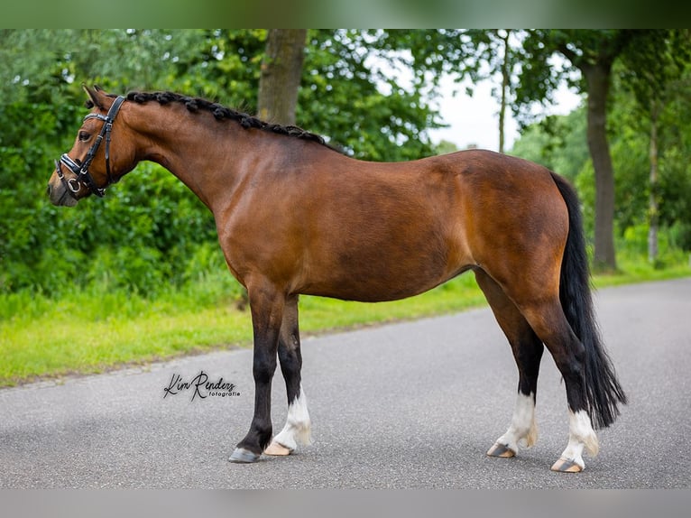Welsh B Jument 5 Ans 123 cm Bai in Mierlo