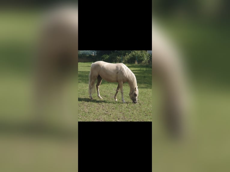 Welsh B Jument 5 Ans 125 cm Palomino in Bremervörde
