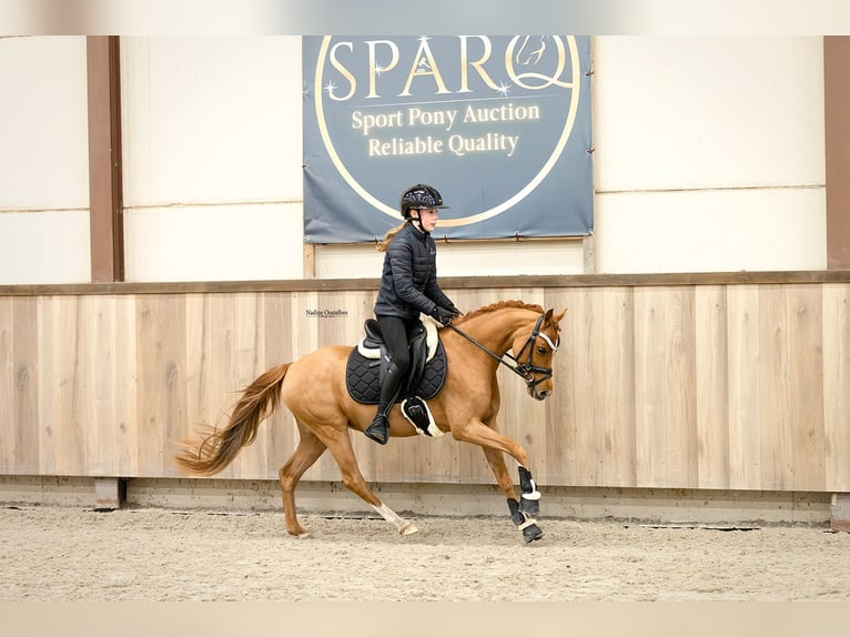 Welsh B Jument 5 Ans 126 cm Alezan in Oost West en Middelbeers