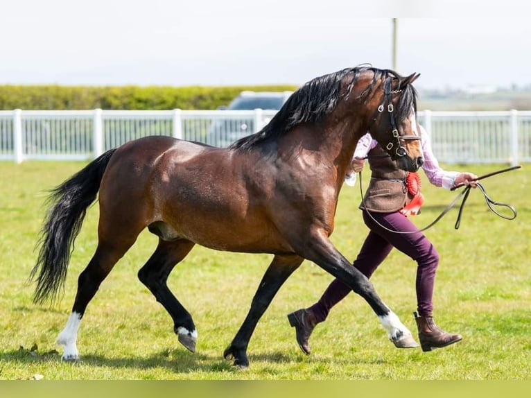 Welsh B Jument 5 Ans 128 cm Alezan brûlé in la chapelle bâton