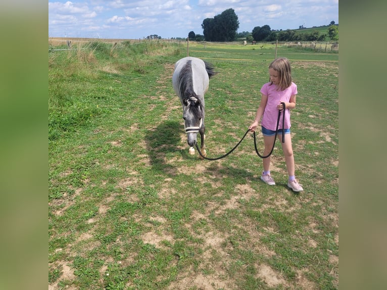 Welsh B Jument 5 Ans 129 cm in Bedburg