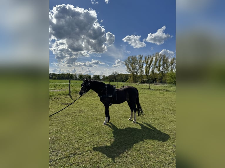 Welsh B Jument 5 Ans 130 cm Bai brun in Kloster Lehnin