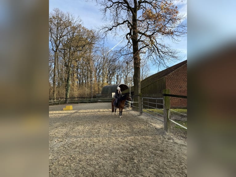 Welsh B Jument 5 Ans 130 cm Bai in Drensteinfurt