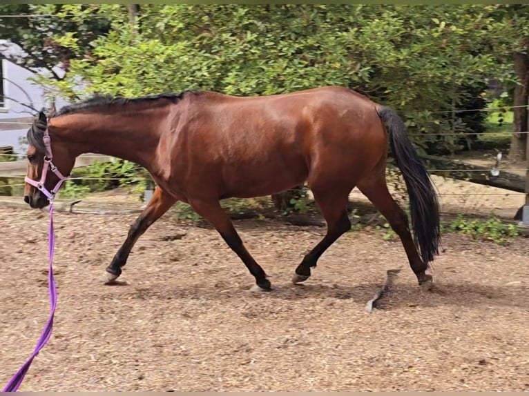 Welsh B Jument 5 Ans 132 cm Bai brun in Mainbernheim