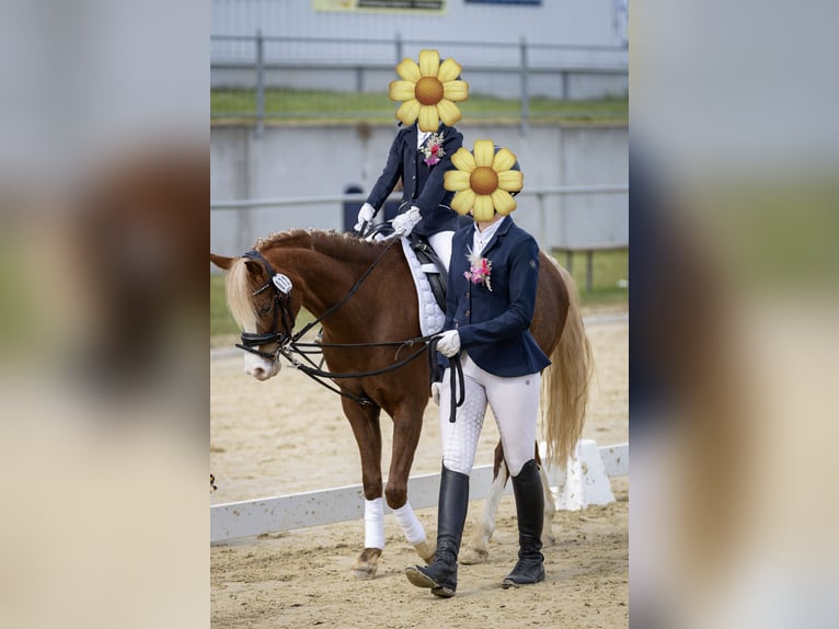 Welsh B Jument 5 Ans 134 cm Alezan brûlé in Büren