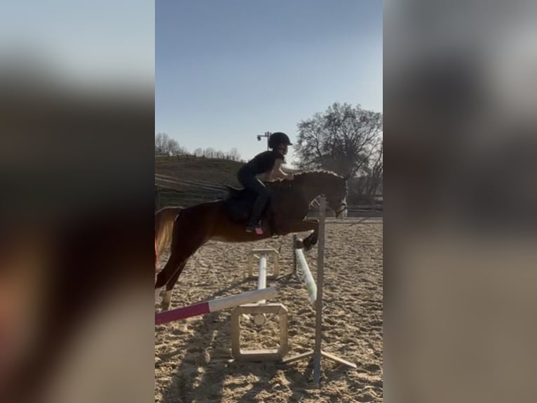 Welsh B Jument 5 Ans 134 cm Alezan brûlé in Büren