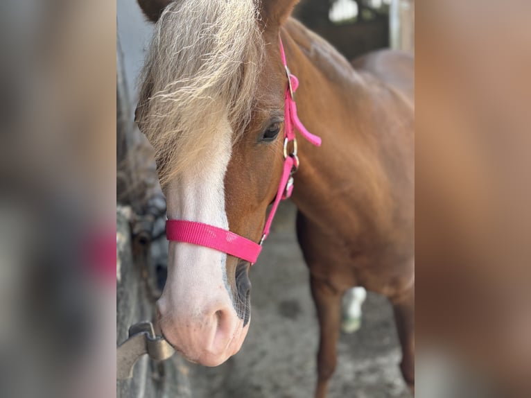 Welsh B Jument 5 Ans 134 cm Alezan brûlé in Büren