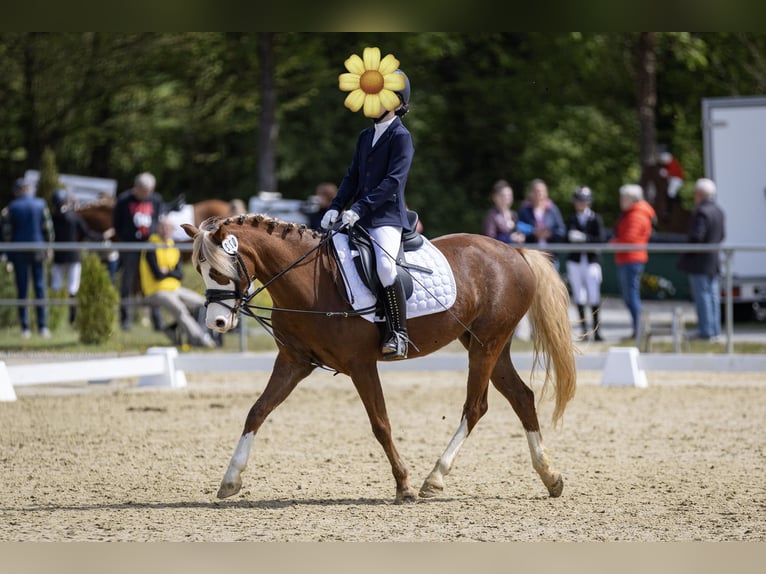Welsh B Jument 5 Ans 134 cm Alezan brûlé in Büren