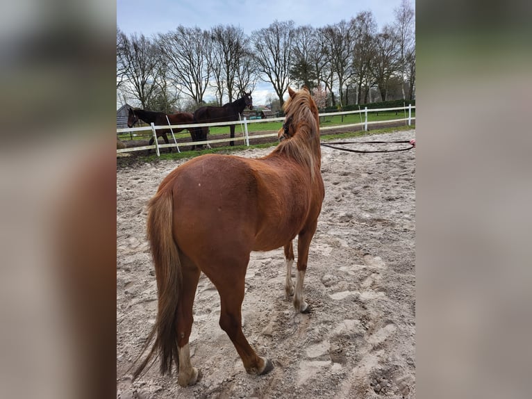 Welsh B Jument 5 Ans 134 cm Alezan in Emlichheim