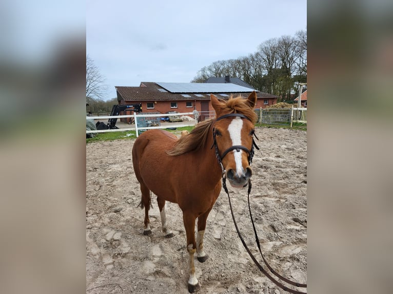 Welsh B Jument 5 Ans 134 cm Alezan in Emlichheim