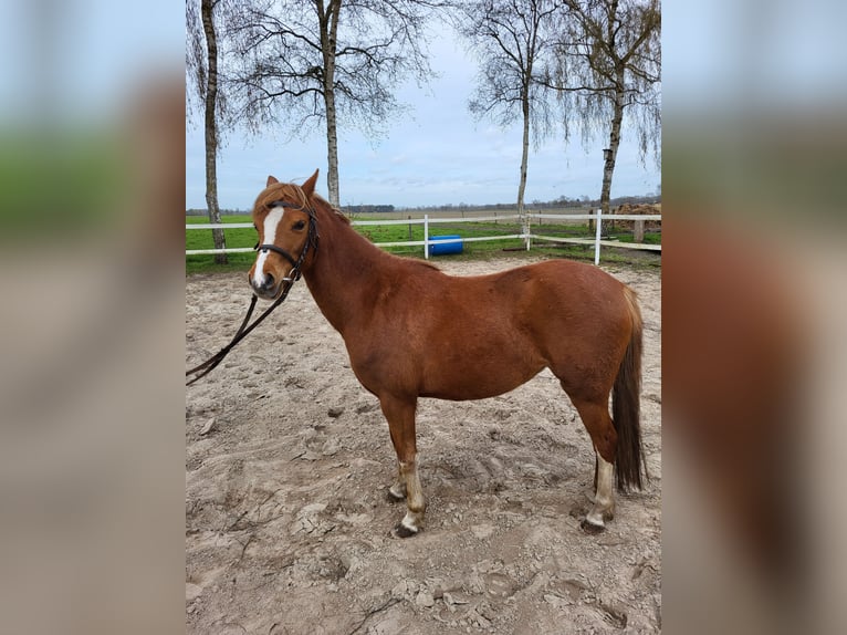 Welsh B Jument 5 Ans 134 cm Alezan in Emlichheim