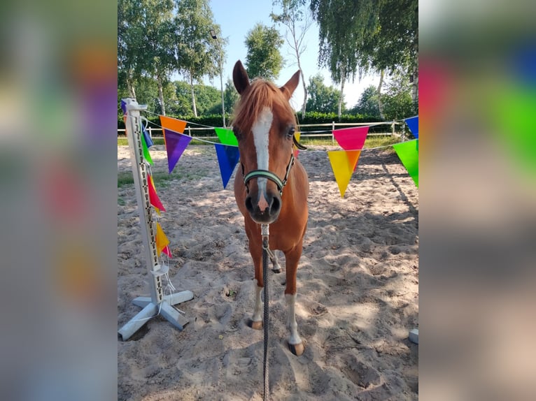 Welsh B Jument 5 Ans 134 cm Alezan in Emlichheim