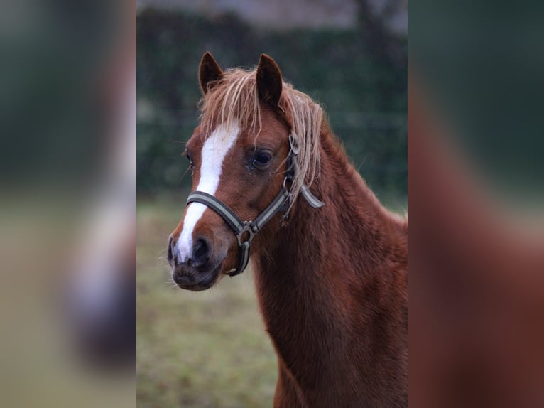 Welsh B Jument 5 Ans 134 cm Alezan in Emlichheim