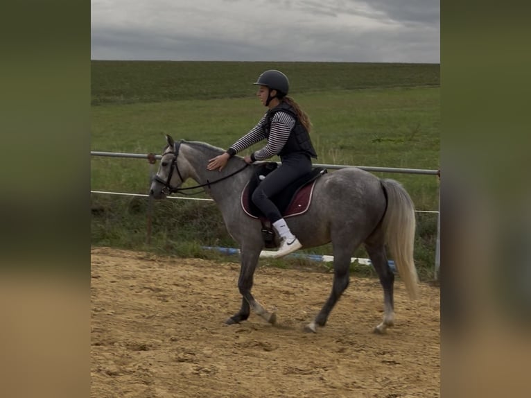 Welsh B Jument 5 Ans 137 cm Gris in Hünstetten