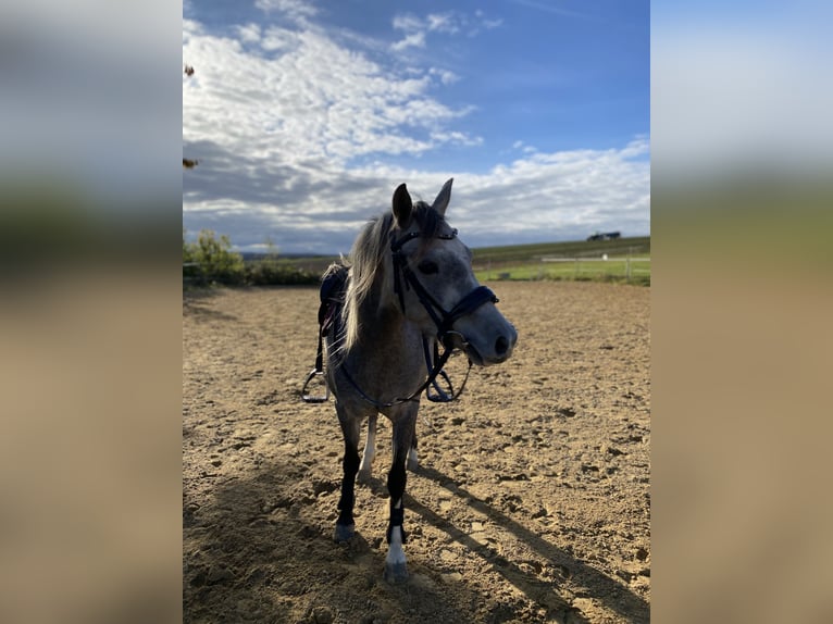 Welsh B Jument 5 Ans 137 cm Gris in Hünstetten