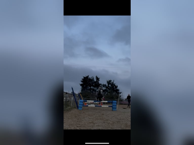 Welsh B Jument 5 Ans 137 cm Gris in Hünstetten