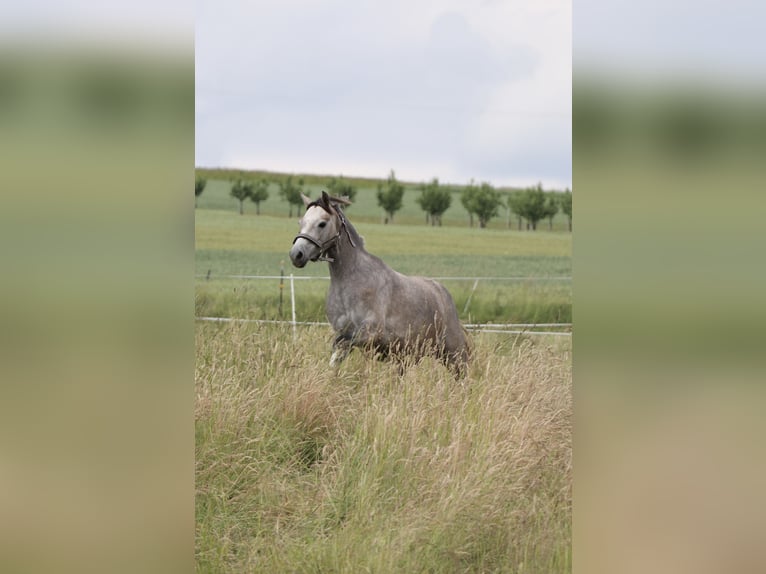 Welsh B Jument 5 Ans 137 cm Gris in Hünstetten