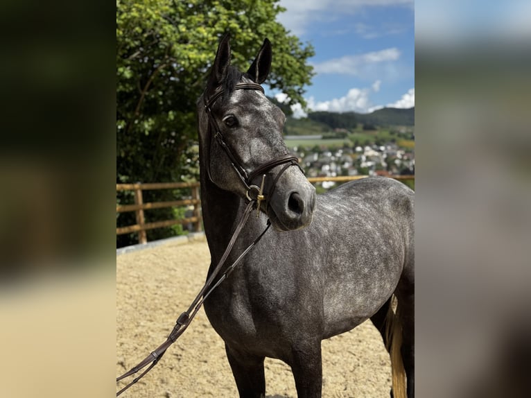 Welsh B Jument 5 Ans 155 cm Gris in Gelterkinden